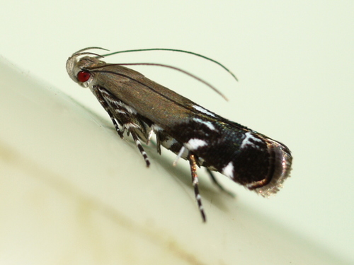 Silver-dashed anacampsis photo 3