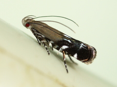 Anacampsis levipedella