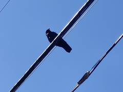 Corvus