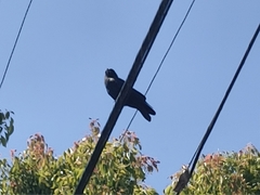 Corvus