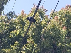 Corvus