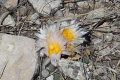 Thelocactus hexaedrophorus hexaedrophorus