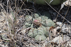 Thelocactus hexaedrophorus hexaedrophorus