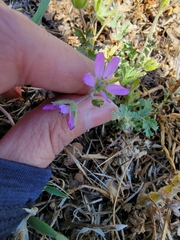 Erodium moschatum