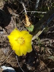 Opuntia decumbens