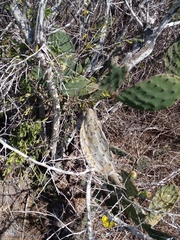 Opuntia decumbens