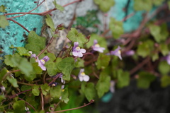 Cymbalaria muralis