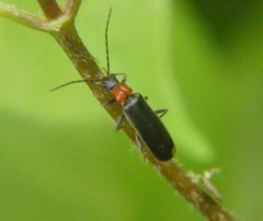 Rhagonycha excavata