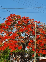 Delonix regia