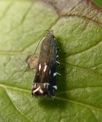 Anacampsis levipedella