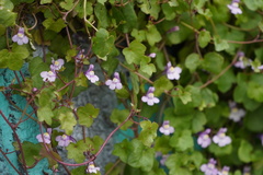 Cymbalaria muralis