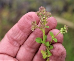 Polycarpon tetraphyllum tetraphyllum