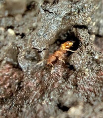 Strumigenys