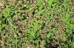 Polycarpon tetraphyllum tetraphyllum