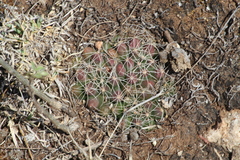 Mammillaria paulii