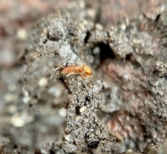 Strumigenys