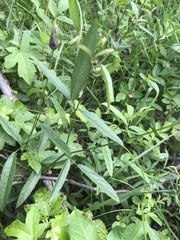 Orbexilum psoralioides