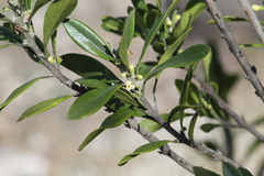 Citharexylum oleinum