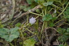 Malva neglecta