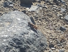 Trimerotropis ochraceipennis