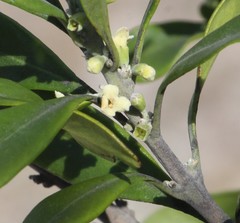 Citharexylum oleinum