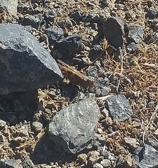 Trimerotropis ochraceipennis