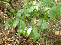 Quercus chapmanii image