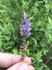 Orbexilum psoralioides