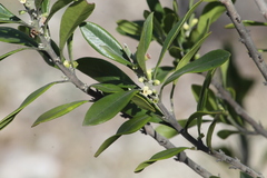 Citharexylum oleinum