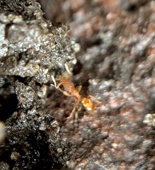 Strumigenys