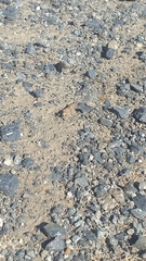 Trimerotropis ochraceipennis