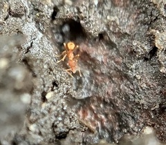 Strumigenys