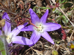 Brodiaea terrestris terrestris