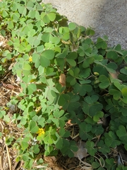 Oxalis corniculata