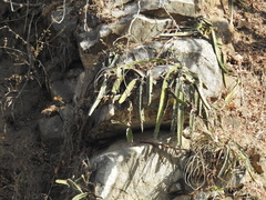 Selenicereus ocamponis