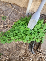 Oxalis corniculata