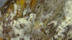 Hypomyces