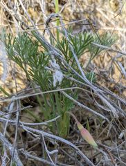 Eschscholzia lemmonii