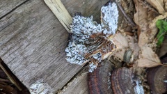 Hypomyces