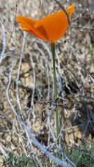 Eschscholzia lemmonii