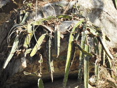 Selenicereus ocamponis