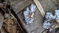 Hypomyces