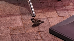 Passer domesticus