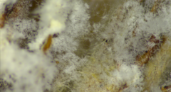 Hypomyces