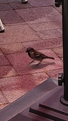 Passer domesticus