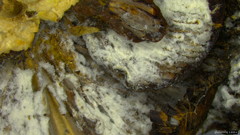 Hypomyces