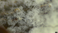Hypomyces