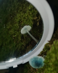 Mycena cyanocephala