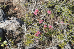 Painteria elachistophylla