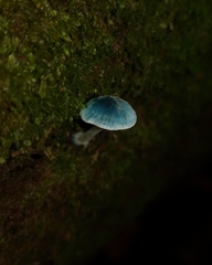 Mycena cyanocephala